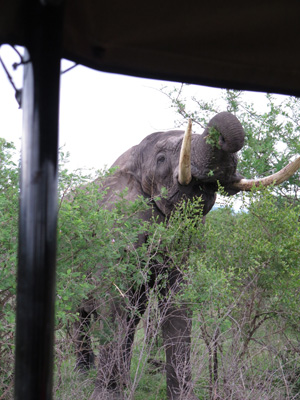 Closeup elephant, Kruger, South Africa 2013